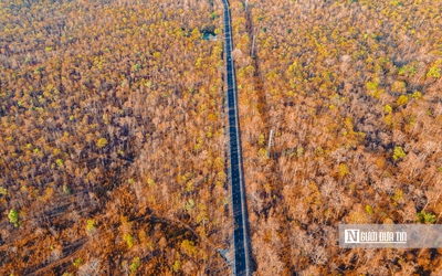 Ngắm rừng khộp Yok Đôn mùa thay lá rực sắc giữa đại ngàn Tây Nguyên
