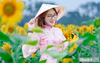 Mê mẩn vườn hoa hướng dương trên quê hương Bác Hồ 'hút' giới trẻ check-in