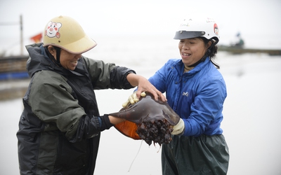Sứa biển vào mùa, ngư dân kiếm tiền triệu mỗi chuyến ra khơi
