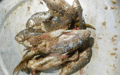 3 cháu bé nguy kịch sau khi ăn món cá chế biến kiểu “lạ”, bác sĩ cảnh báo đừng chủ quan