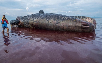 Ngư dân phát hiện cá nhà táng dài 9,9 mét dạt vào bờ biển