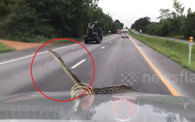 Đang lái xe, người đàn ông sốc khi phát hiện cảnh tượng "nổi da gà" trước mắt