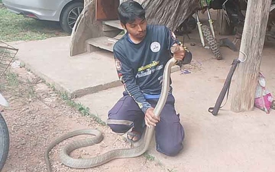 Bắt sống rắn hổ mang chúa dài 3 mét ẩn nấp trong xe ô tô