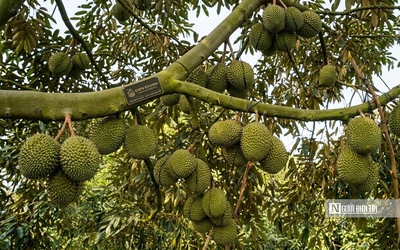 Giá sầu riêng giảm, nhà vườn và thương lái cùng “mắc kẹt”