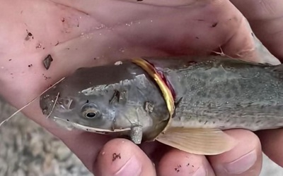 Cần thủ câu được con cá đeo nhẫn vàng trên cơ thể