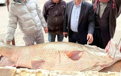 Ngư dân bắt được con cá măng khổng lồ nặng 120kg