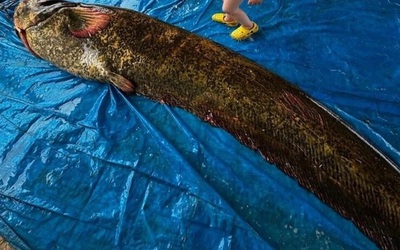 Ngư dân bắt được con cá trê khổng lồ nặng 114kg, dài 2,15 mét