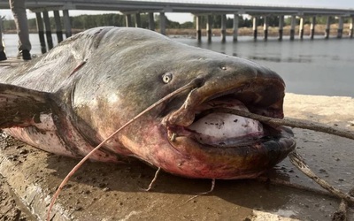 Ngư dân câu được con cá trê khổng lồ nặng 100kg trên sông