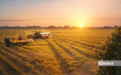 Chiêm ngưỡng sắc vàng trải dài bất tận tại Đồng Tháp Mười