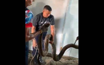 Bắt sống trăn khổng lồ dài 5 mét ẩn nấp dưới sàn nhà dân