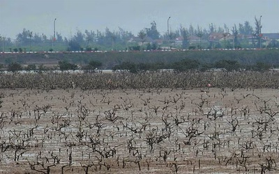 Rừng ngập mặn ở Hà Tĩnh chết bất thường: Đã có kết quả quan trắc môi trường nước