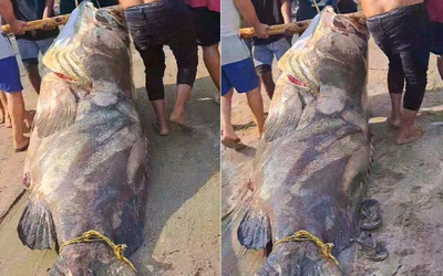 Ngư dân bắt được con cá mú khổng lồ, nặng hơn 290kg trên biển