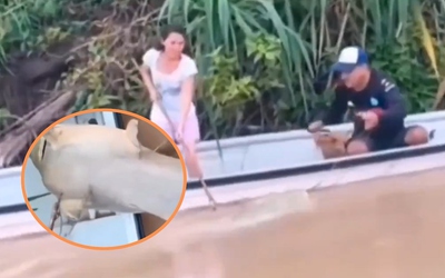 Hai vợ chồng bắt được con cá trê khổng lồ nặng 100kg trên sông