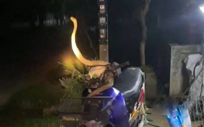 Nhìn ra sân, người đàn ông bắt gặp cảnh tượng nổi da gà trên xe máy