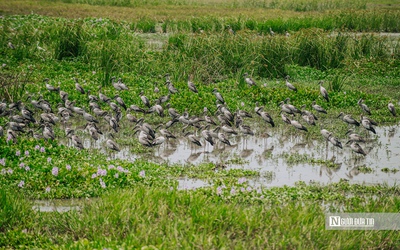 Ngắm đàn cò trong Sách Đỏ thong dong kiếm mồi trên cánh đồng ở Đắk Lắk