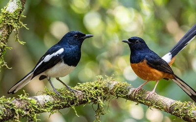 "Yến tiệc thính giác" giữa kỳ quan đá An Giang