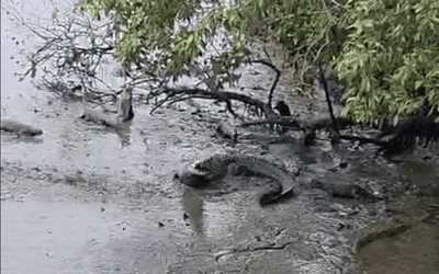 9 con rái cá hợp sức tấn công cá sấu và cái kết bất ngờ