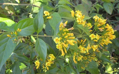 Người phụ nữ 27 tuổi suýt mất mạng vì ăn nhầm lá ngón