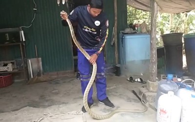 Bắt sống rắn hổ mang dài 3 mét ẩn nấp trong bếp nhà dân