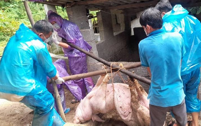 300 tấn heo nhiễm dịch vào trường học: Nguy cơ ngộ độc, ký sinh trùng đáng sợ thế nào?