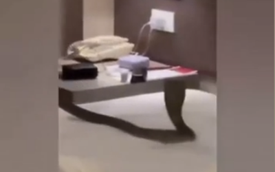 Thuê phòng khách sạn, cặp đôi tá hỏa khi phát hiện “vị khách lạ” trên giường