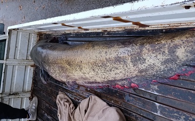 Người đàn ông bắt được con cá khổng lồ nặng 65kg trong hồ