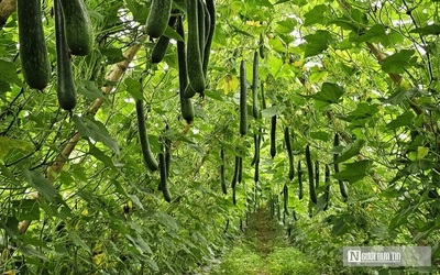 Trồng cây giải nhiệt "bình dân", anh nông dân bỏ túi hàng trăm triệu đồng/năm