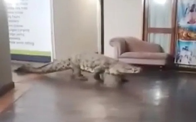 Bắt sống con cá sấu dài 3,6 mét thản nhiên đi vào nhà hàng