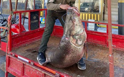 Ngư dân bắt được con cá măng khổng lồ nặng 100kg