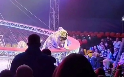 Hổ nhảy ra khỏi rạp xiếc, khán giả hoảng sợ la hét