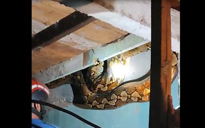 Bắt sống trăn khổng lồ dài 8,6 mét đột nhập vào nhà dân