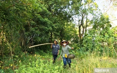 Vào rừng săn trứng kiến kiếm tiền triệu mỗi ngày