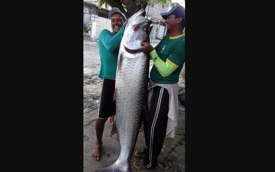 Ngư dân bắt được con cá khổng lồ dài 2 mét, nặng 70kg