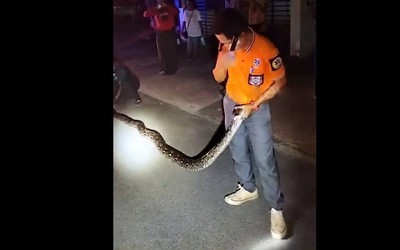 Nữ tài xế sốc nặng khi thấy trăn khủng nặng 27kg quấn quanh bánh xe