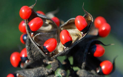 2 loại quả "ngon mắt" ẩn chứa chất độc chết người không phải ai cũng biết