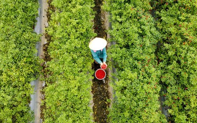 Từng là thứ quả 'hái ra tiền' khi giá cao kỷ lục, nay chín đỏ đồng không ai buồn hái