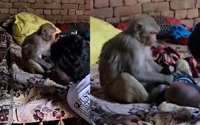 Khỉ hoang vào nhà "bắt cóc" em bé 3 tháng tuổi và cái kết