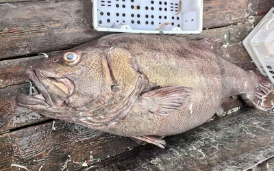 Ngư dân bắt được con cá mú khổng lồ nặng 215kg, dài 1,8 mét