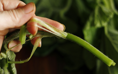 Loại rau bổ dưỡng chẳng kém "nhân sâm", ở quê mọc um tùm