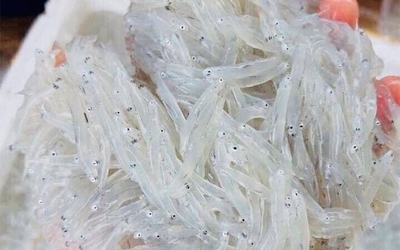 Đặc sản quý mỗi năm chỉ có một mùa, rất giàu canxi, từ già tới trẻ ai cũng mê