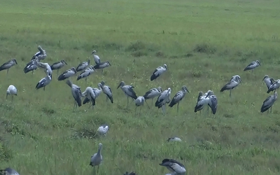 Loài chim quý trong Sách Đỏ bất ngờ tụ đàn hàng trăm con ở Hà Tĩnh