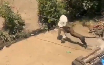 Báo dữ lao ra vồ ngã nhân viên kiểm lâm khi bị vây bắt