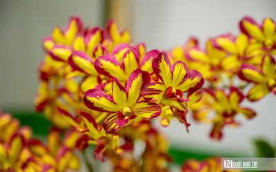 Ngắm phong lan khoe sắc trong khu vườn dành riêng cho vua Triều Nguyễn