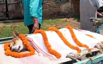 Chó hoang tấn công rắn hổ mang để cứu 30 trẻ em và cái kết