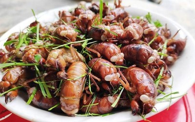 Ăn ve sầu, nam sinh 17 tuổi phải cấp cứu lúc nửa đêm