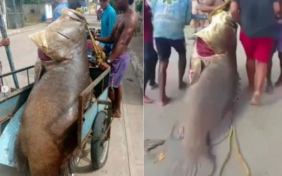 Người đàn ông bắt được con cá mú khổng lồ nặng 250kg trên biển