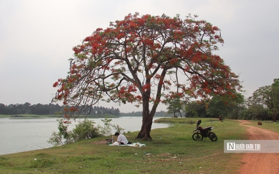Người dân đổ về ngắm "cây phượng đẹp nhất Hà Nội"
