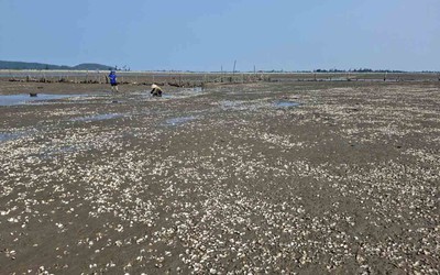 Lấy mẫu phân tích nguyên nhân ngao chết bất thường ở Hà Tĩnh