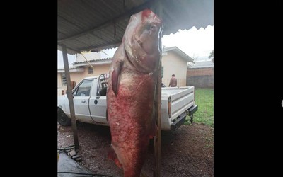 Người đàn ông câu được con cá chép khổng lồ nặng 68kg