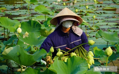 Trồng cây “nở là hái ra tiền”, cặp vợ chồng ở Nghệ An thu tiền triệu mỗi ngày